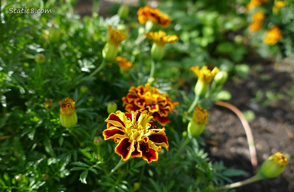 Marigold blooms