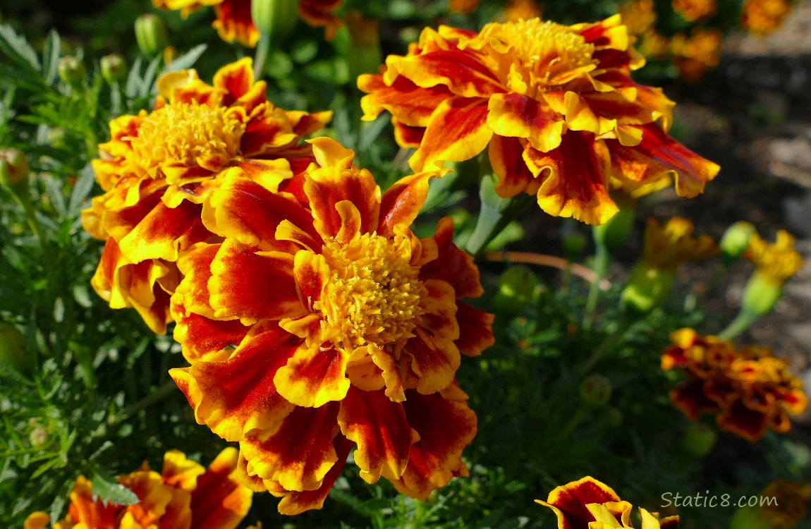 Marigold blooms