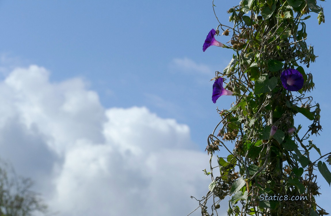 Purple Morning Glories with blue sky and puffy cloud