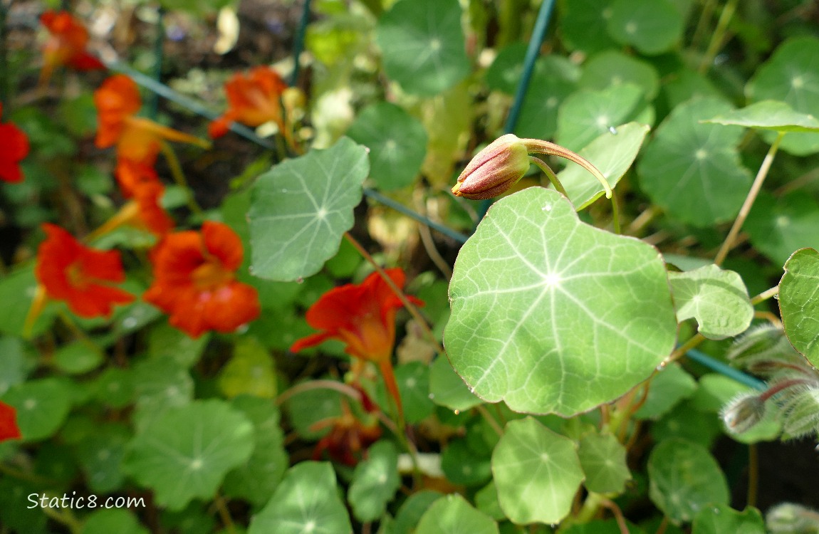Nasturtium bud with orange blooms in the background