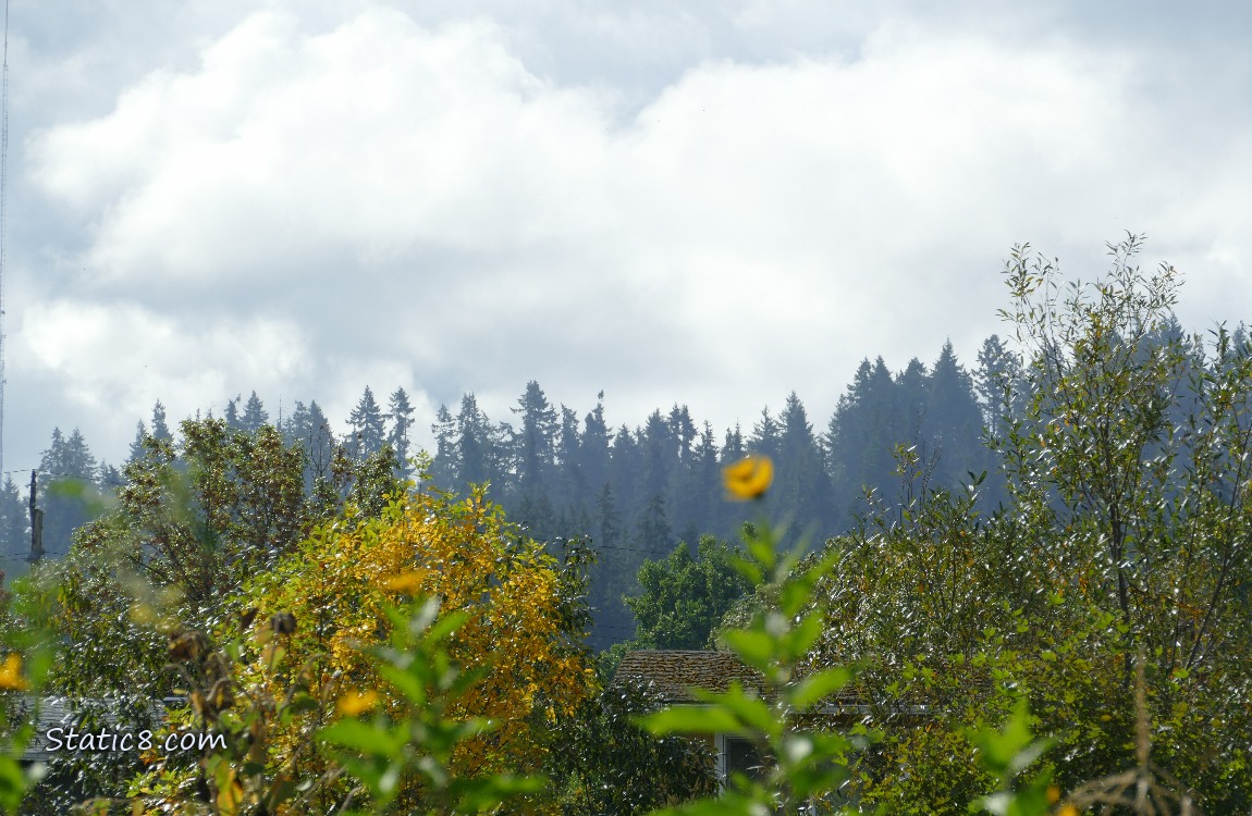 Clouds over the trees on the hill