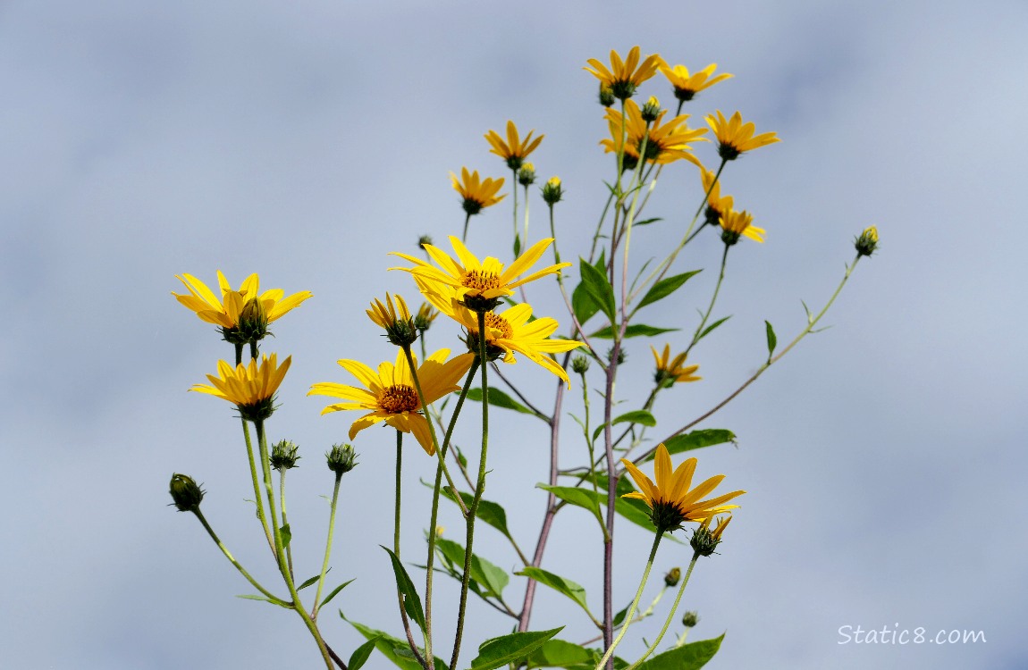 Looking up at Sunchoke blooms and grey sky