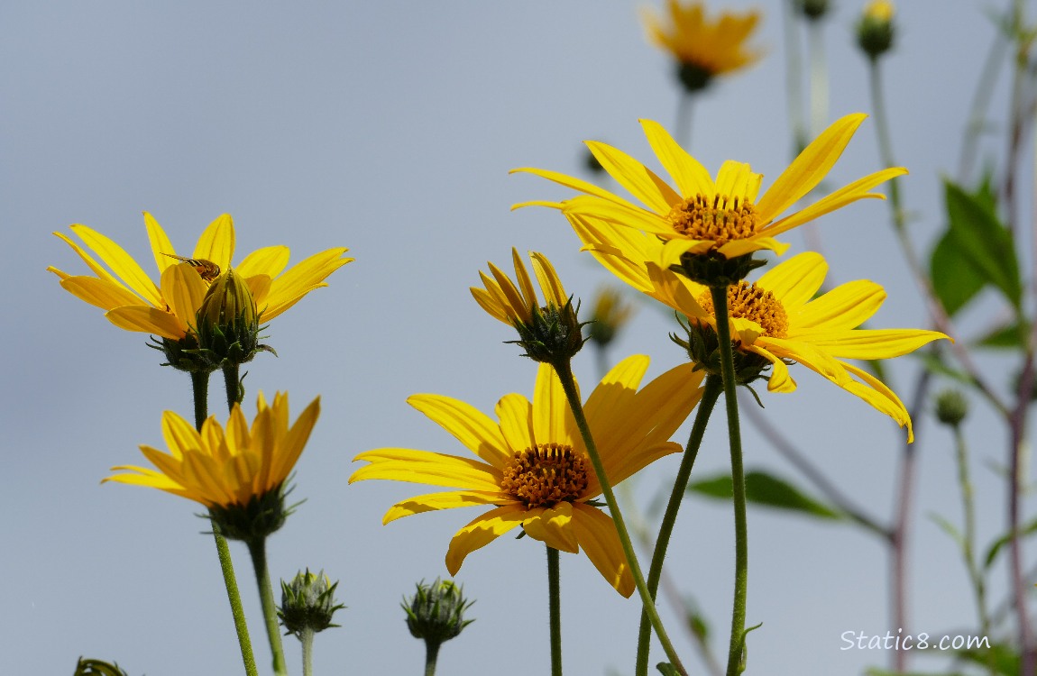 Sunchoke blooms in front of grey sky