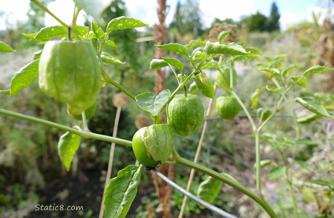 Tomatillo fruits ripening on the vine