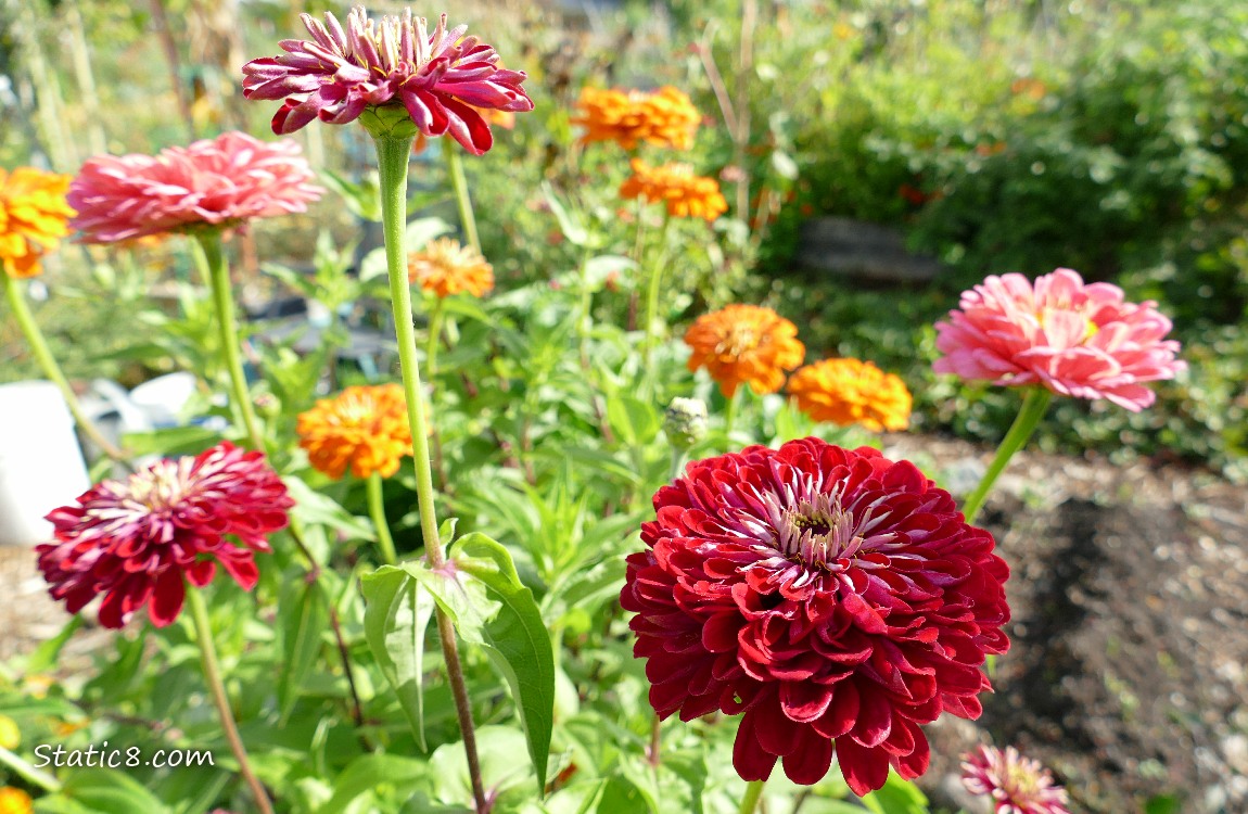 Zinnia blooms in pink, orange and red