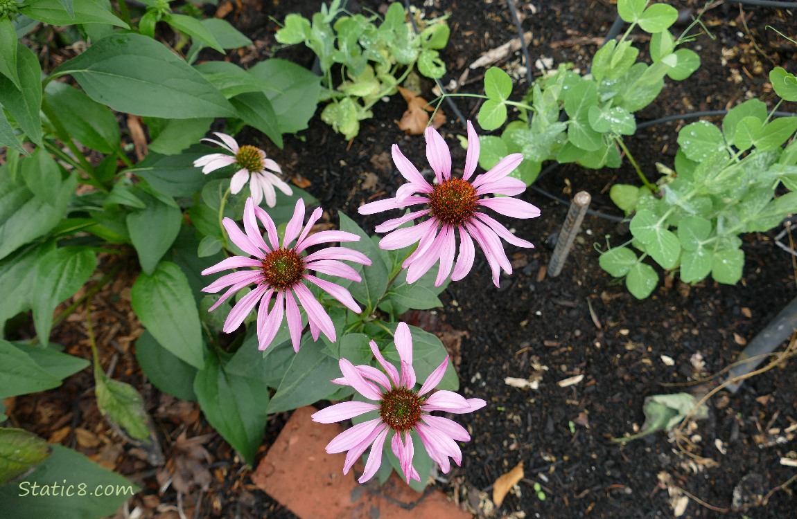 Echinacea blooms with leaves and some pea plants