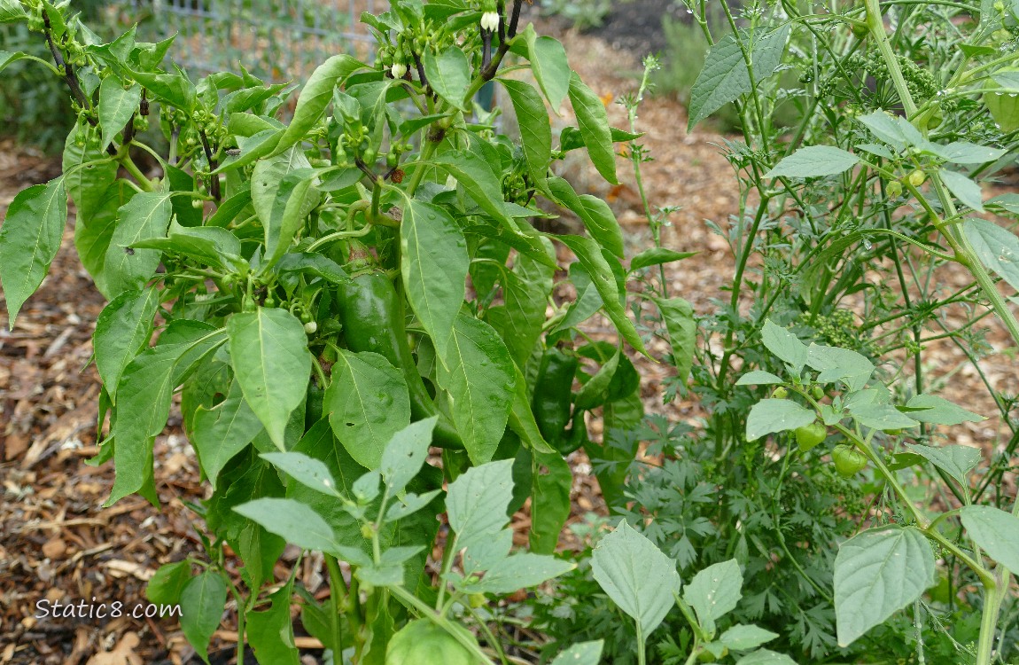 Pepper plant with some green peppers and a Tomatillo plant with fruits