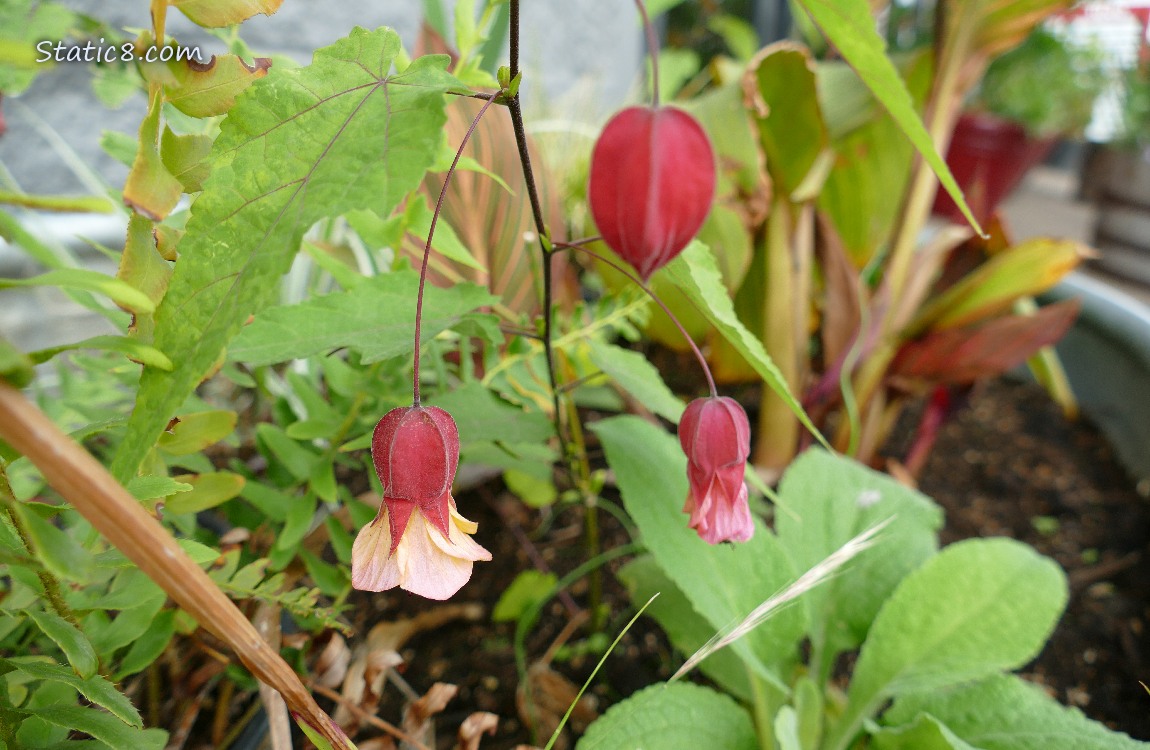 Brazilian Bellflowers