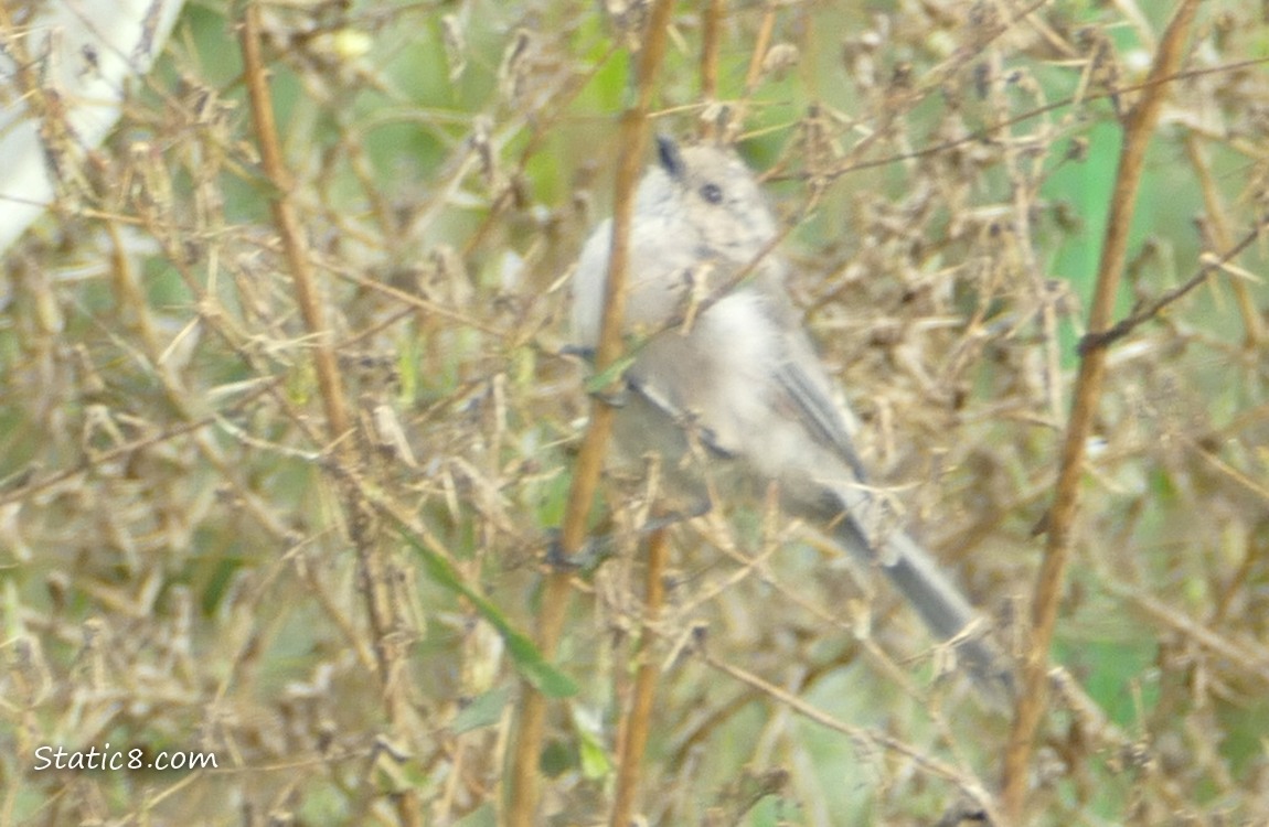 Bushtit behind dry plant stems