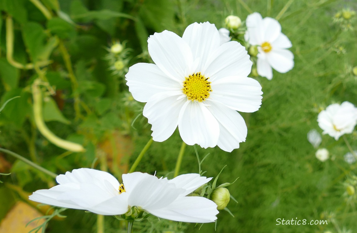 White Cosmos blooms with Wax Beans in the background