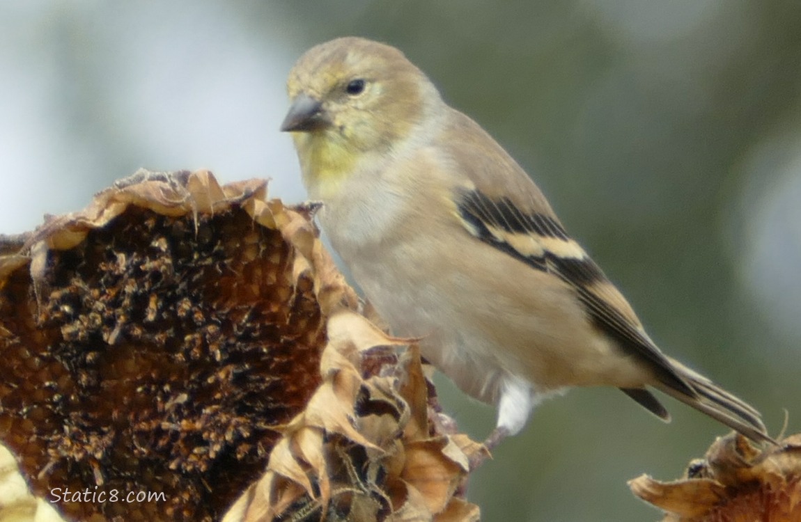 Goldfinch standing on a sunflower seed head