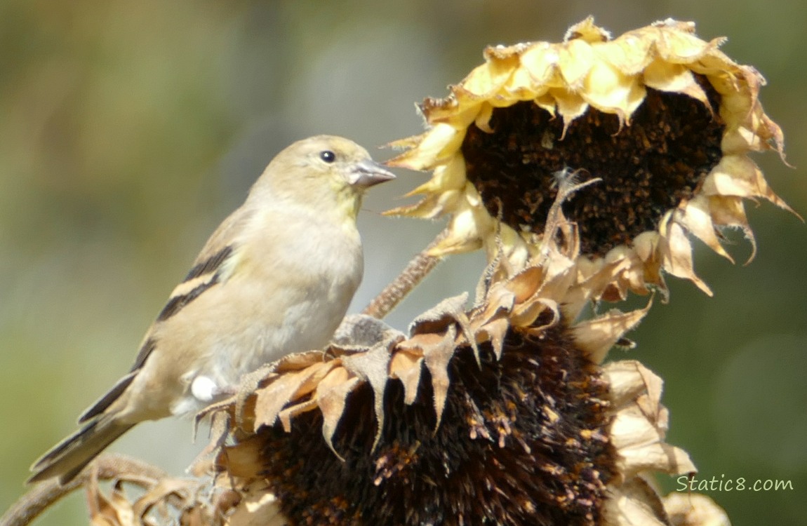 Goldfinch standing on a sunflower seed head