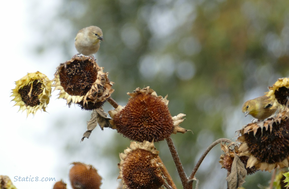Two Goldfinches standing on old sunflower heads