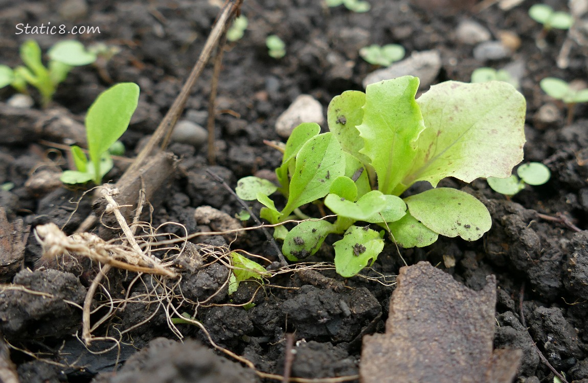 a clump of five or six Lettuce seedlings growing in the dirt
