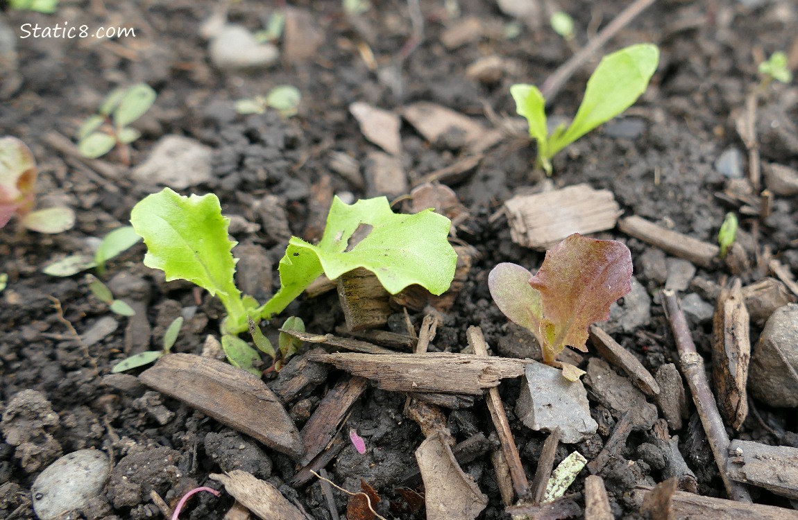 Lettuce seedlings growing in the dirt