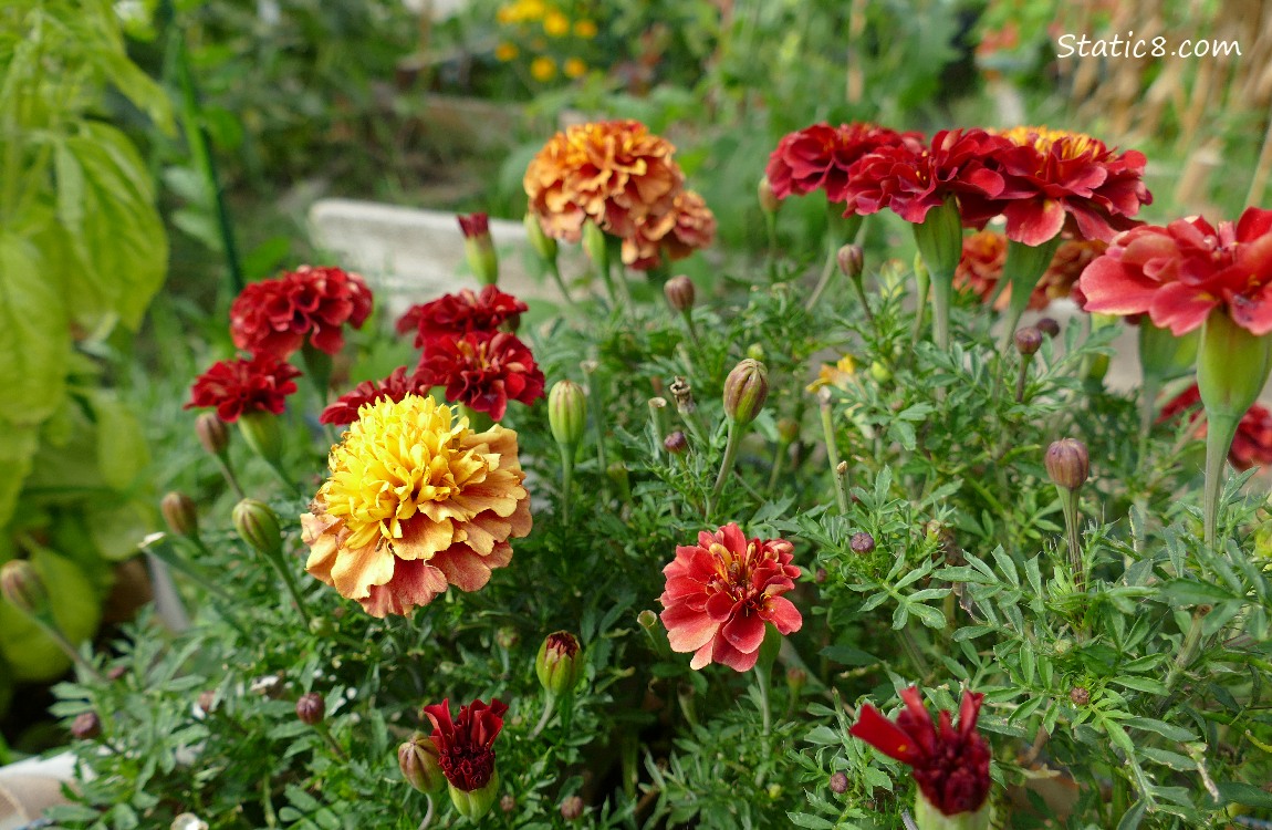Marigold blooms