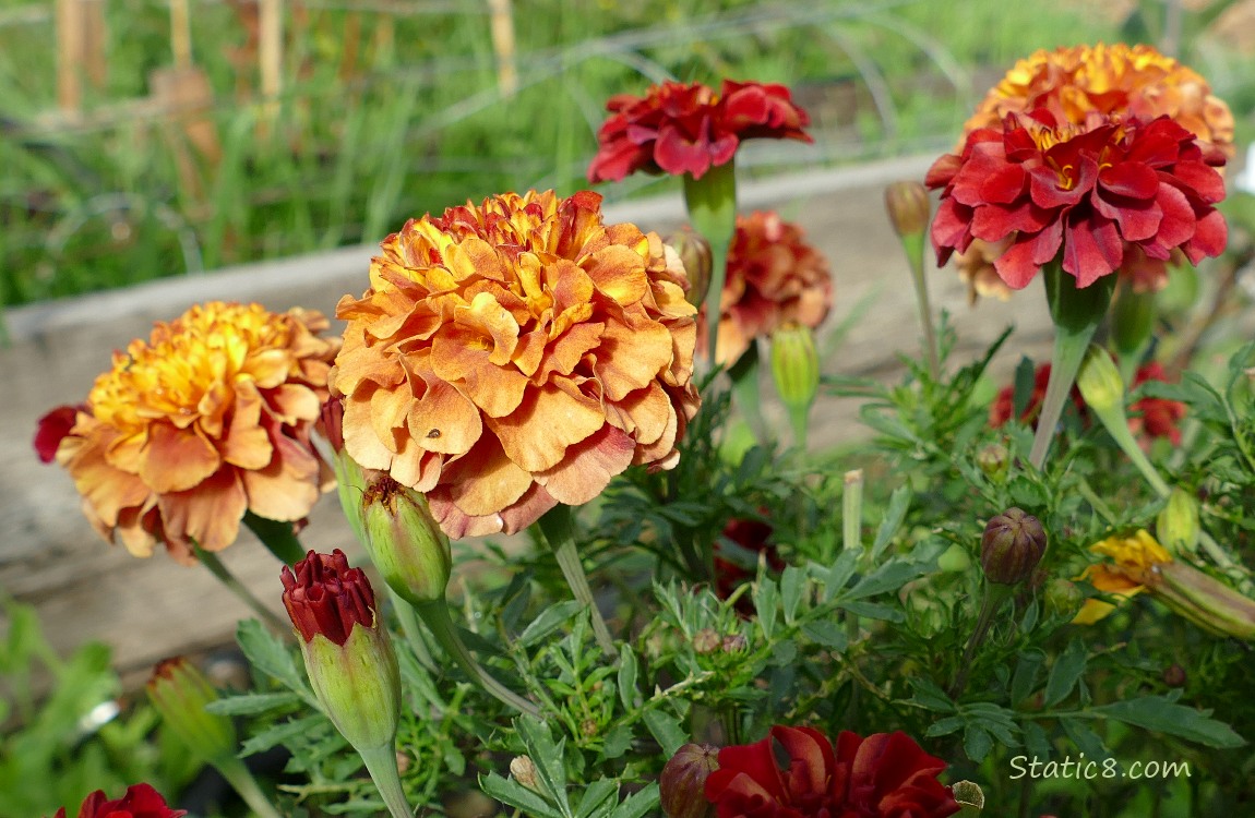 Marigold blooms