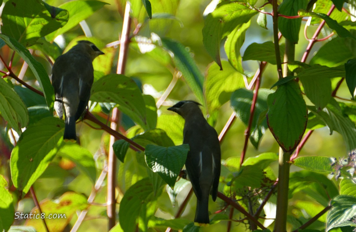 Two Cedar Waxwings in a tree almost silhouetted
