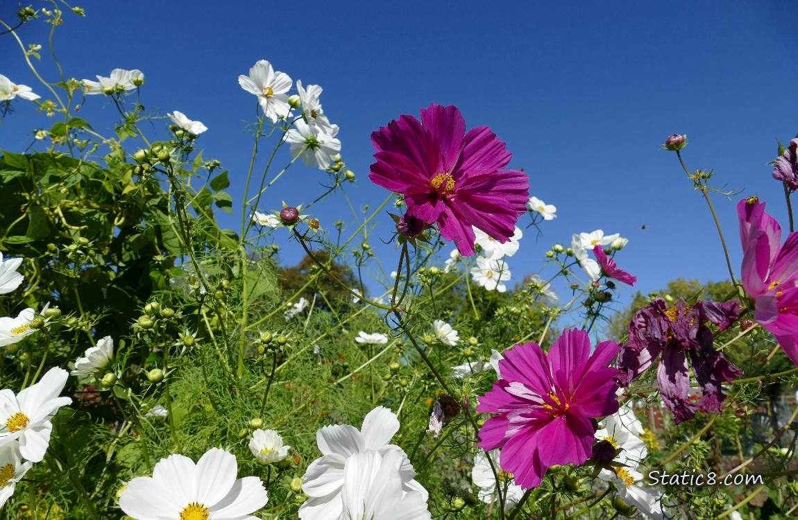 Cosmos blooms in front of the blue sky