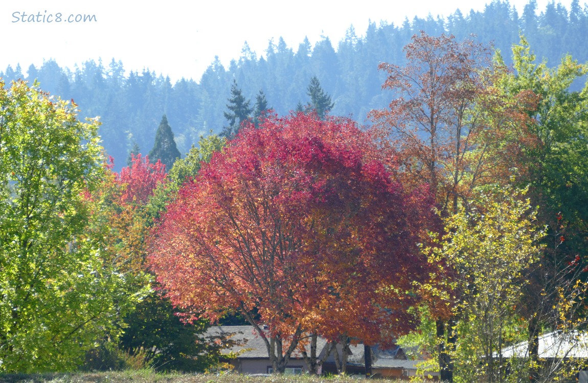 A brilliant autumn red tree with foggy fir trees in the background