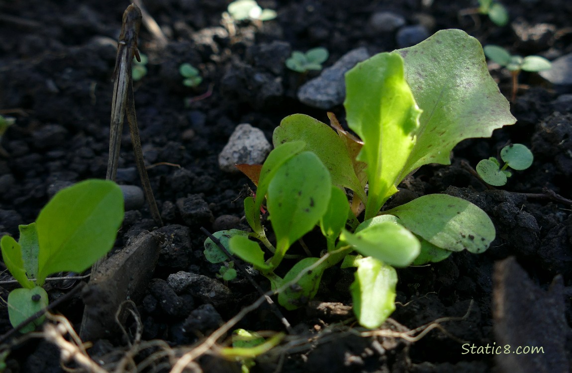 Lettuce seedlings growing in the dirt