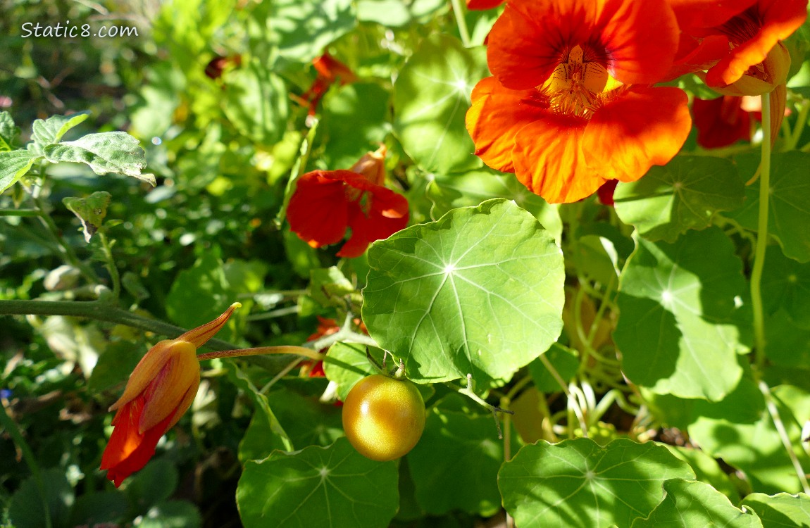 Cherry tomatoe with Nasturtium leaves and blooms