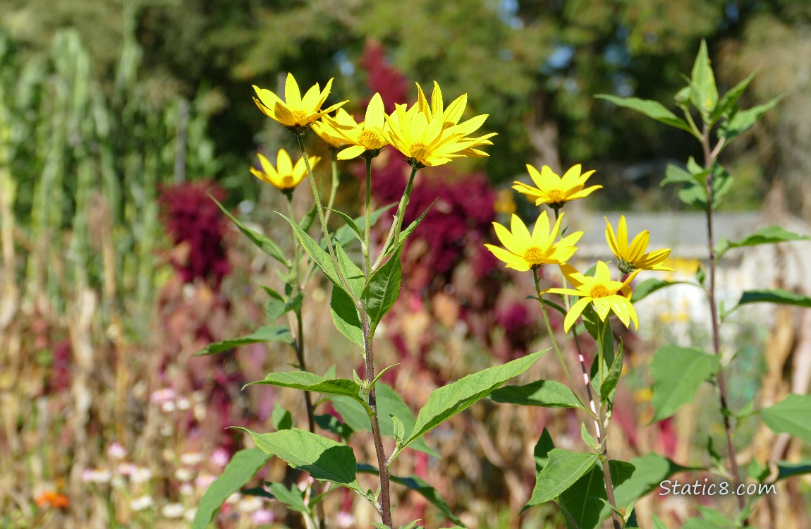 Sunchoke blooms in the garden