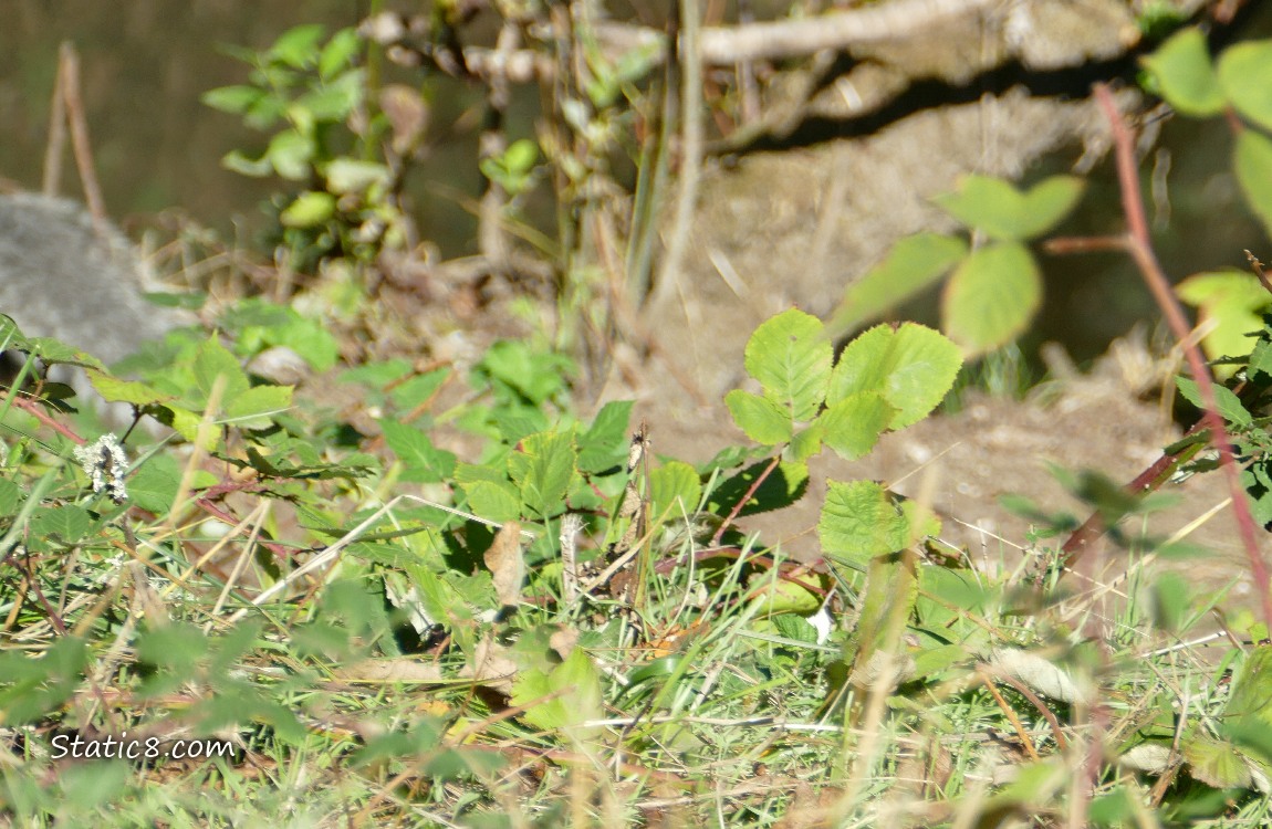 Out of focus Grasses