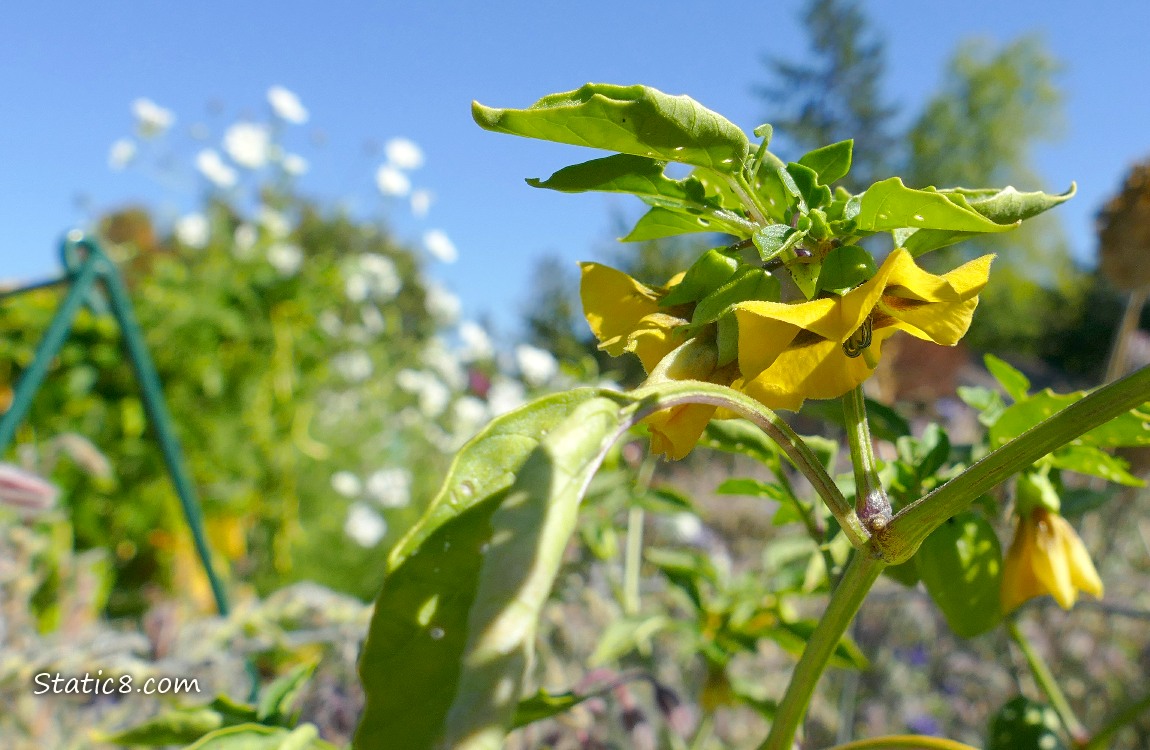Tomatillo blooms with white cosmos blooms in the background with blue sky