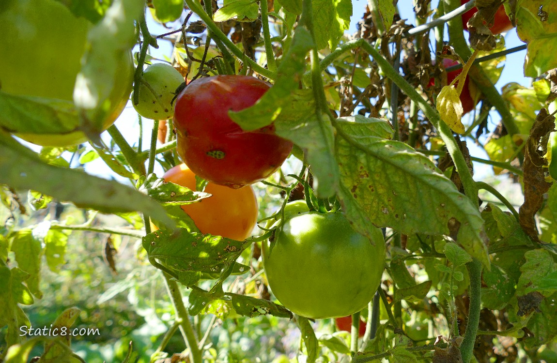 Tomatoes ripening on the vine