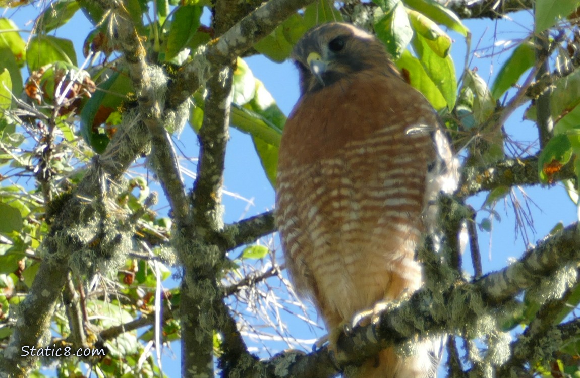 Red Shoulder Hawk standing in a tree
