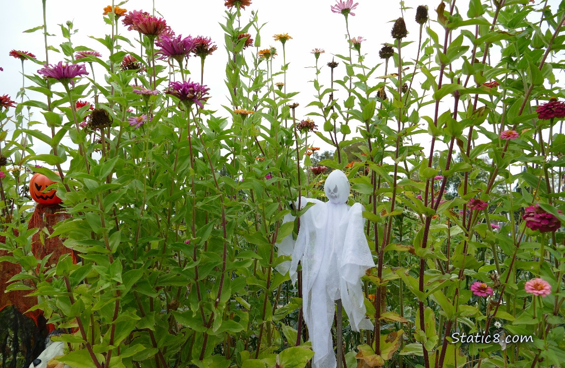 A ghost and jack-o-lantern Halloween decorations under Zinnia blooms