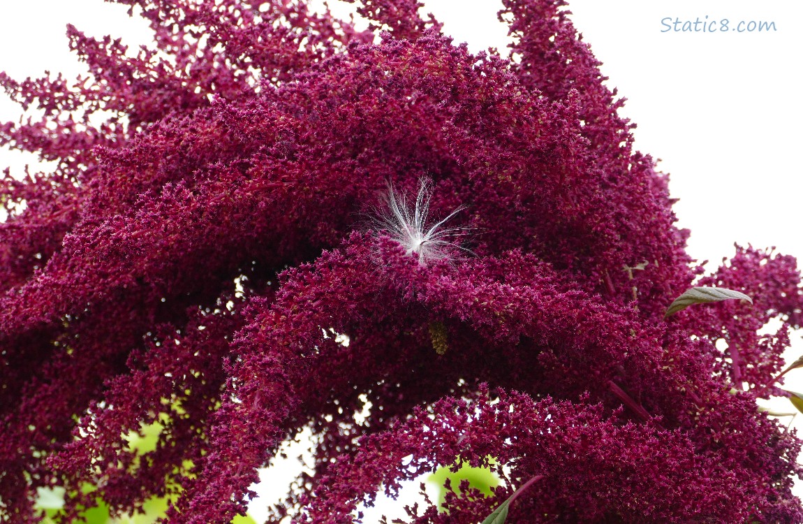 Milkweed seed caught in a Red Amaranth
