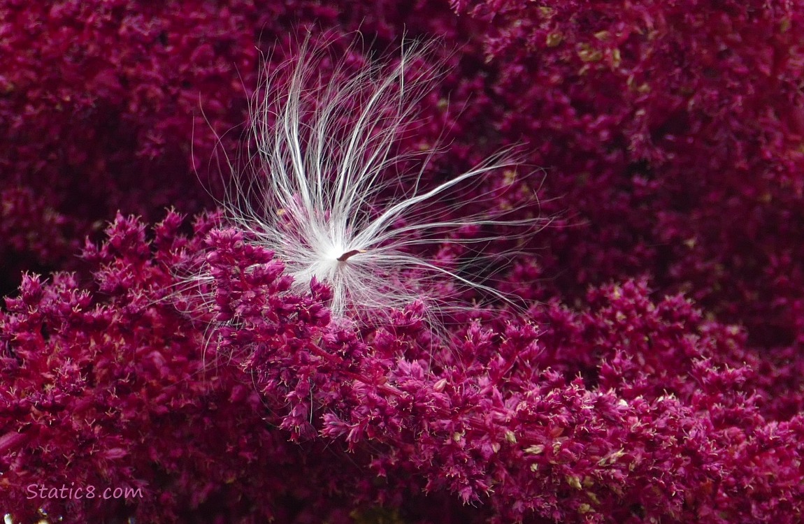 Milkweed seed caught in a Red Amaranth