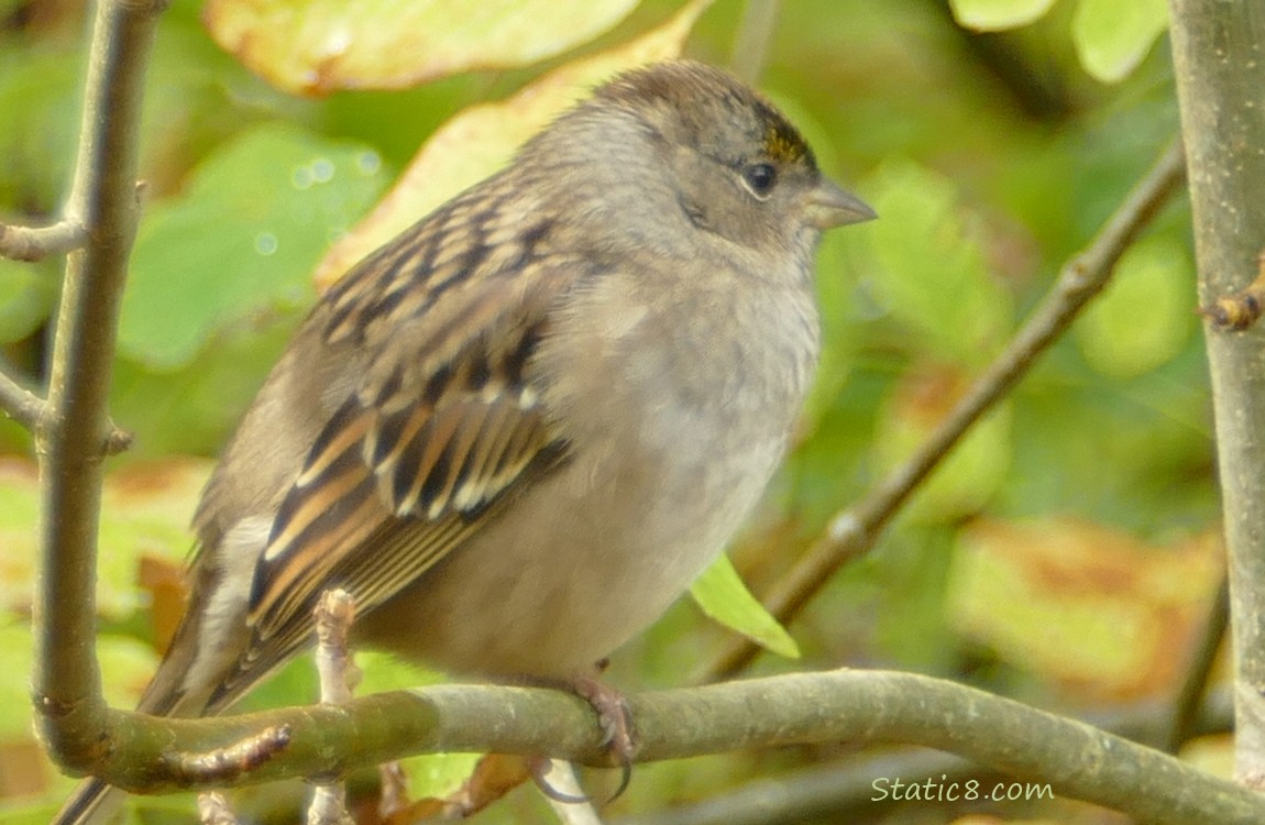 Golden Crown Sparrow standing on a twig