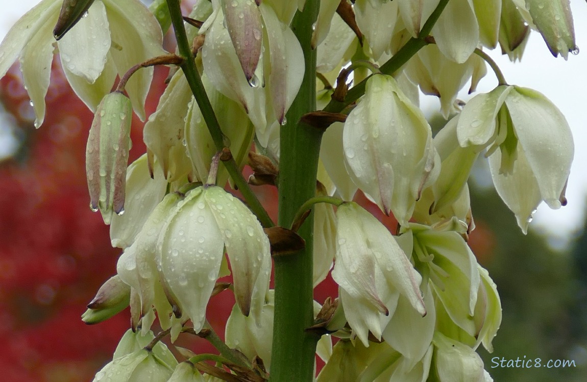Close up of Yucca blooms