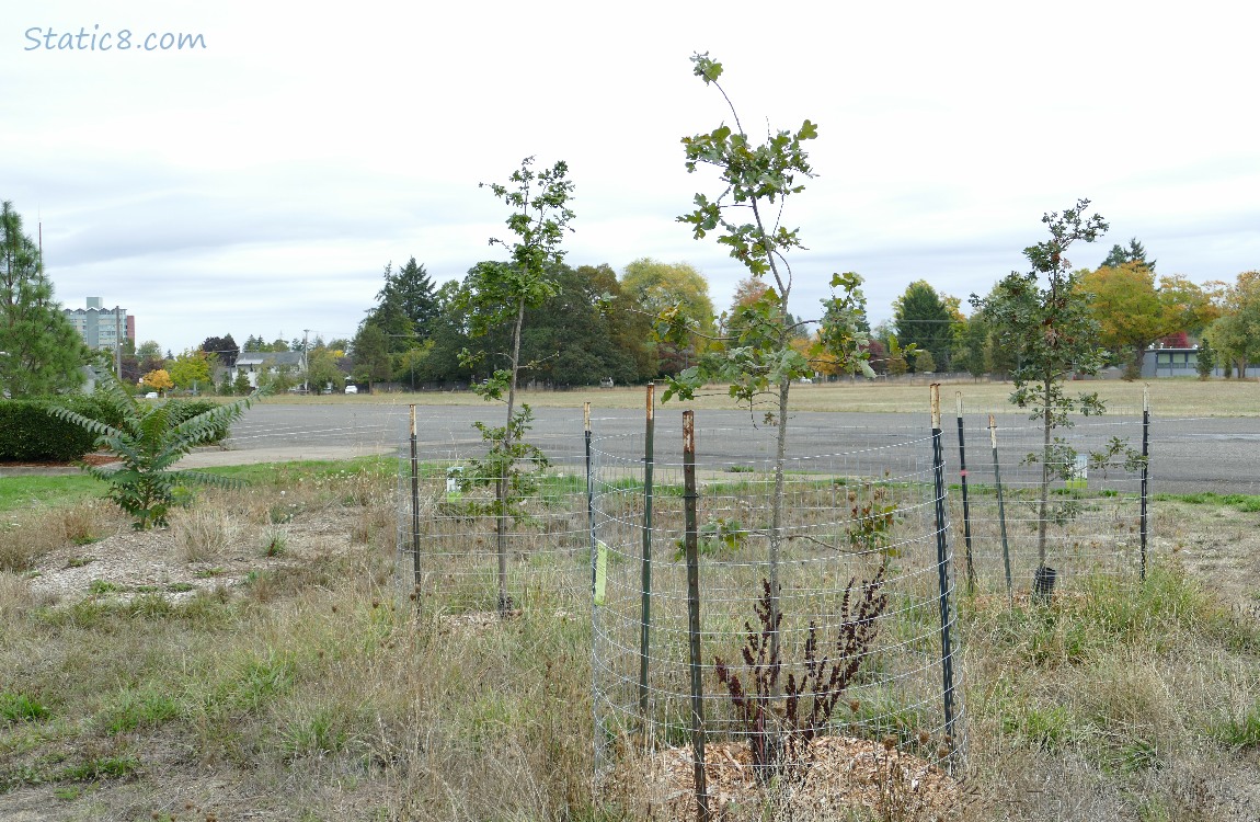 Saplings in front of trees in the distance