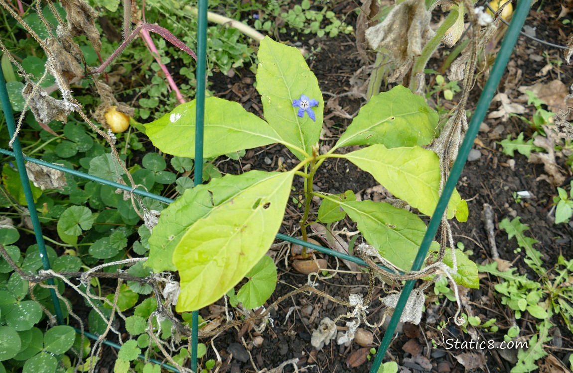 Avocado tree under a wire trellis