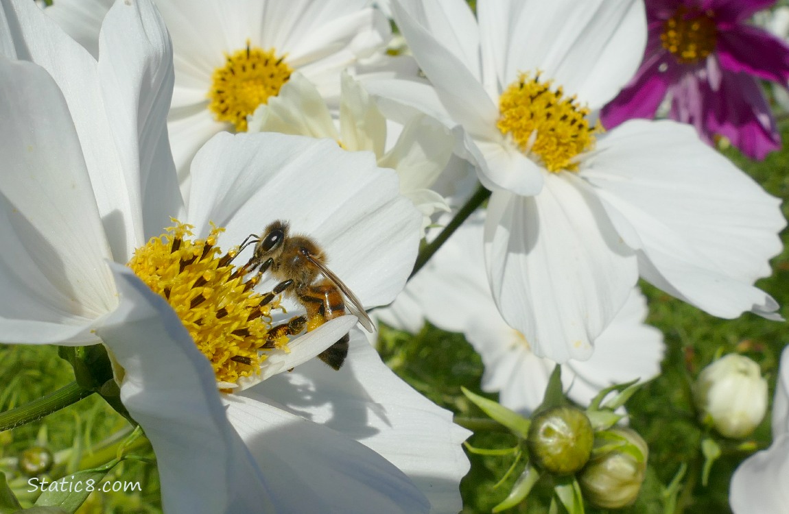 Honey Bee on a white Cosmos bloom