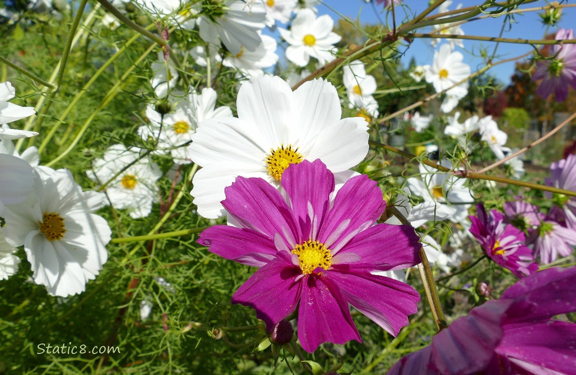 Red violet Cosmos bloom surrounded by white blooms
