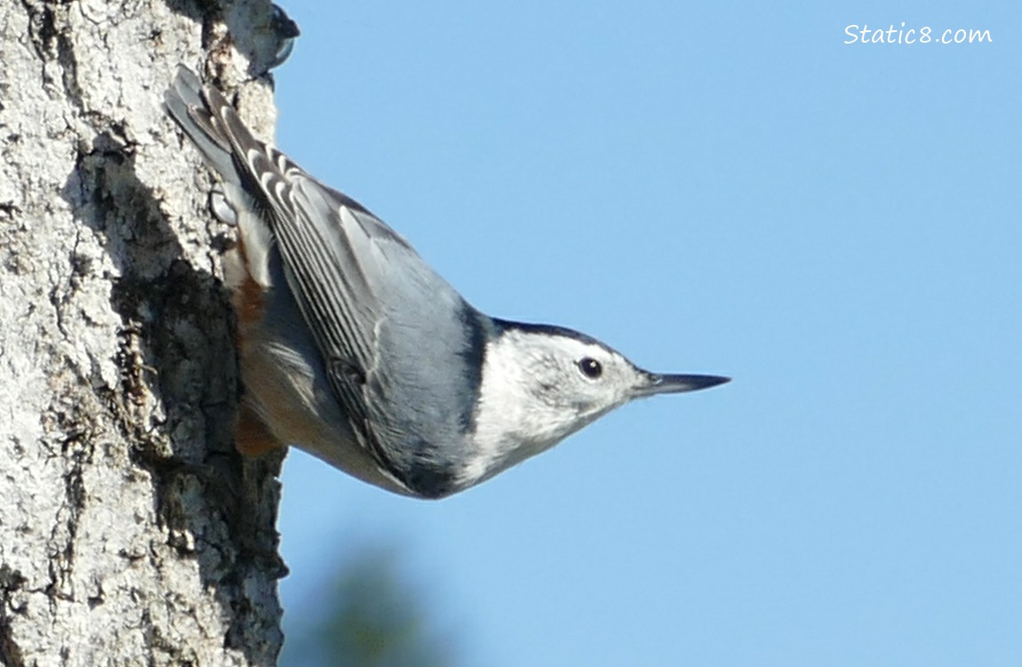 Nuthatch standing on the side of the nestbox