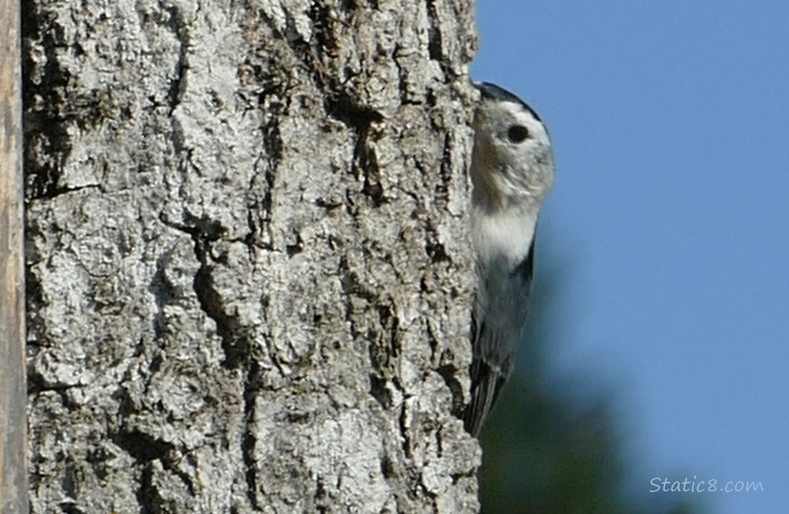 Nuthatch peeking around a wood nesting box