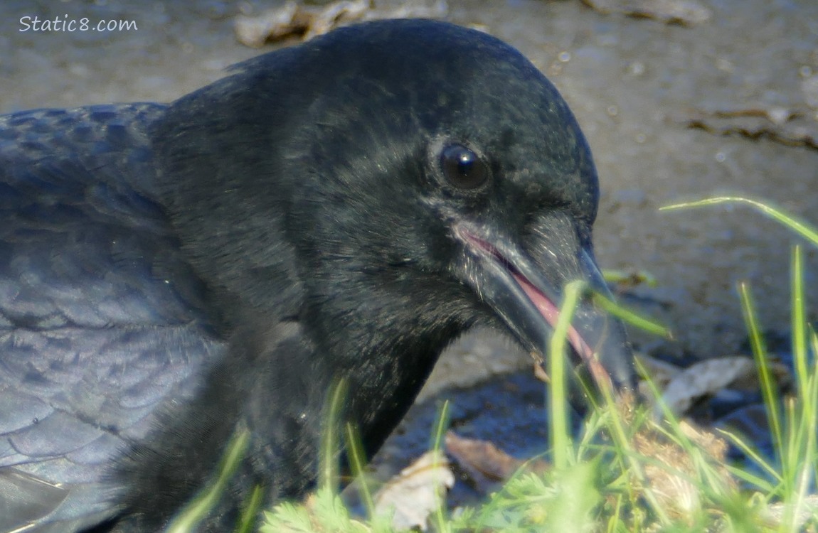 Close up of a crow eating something