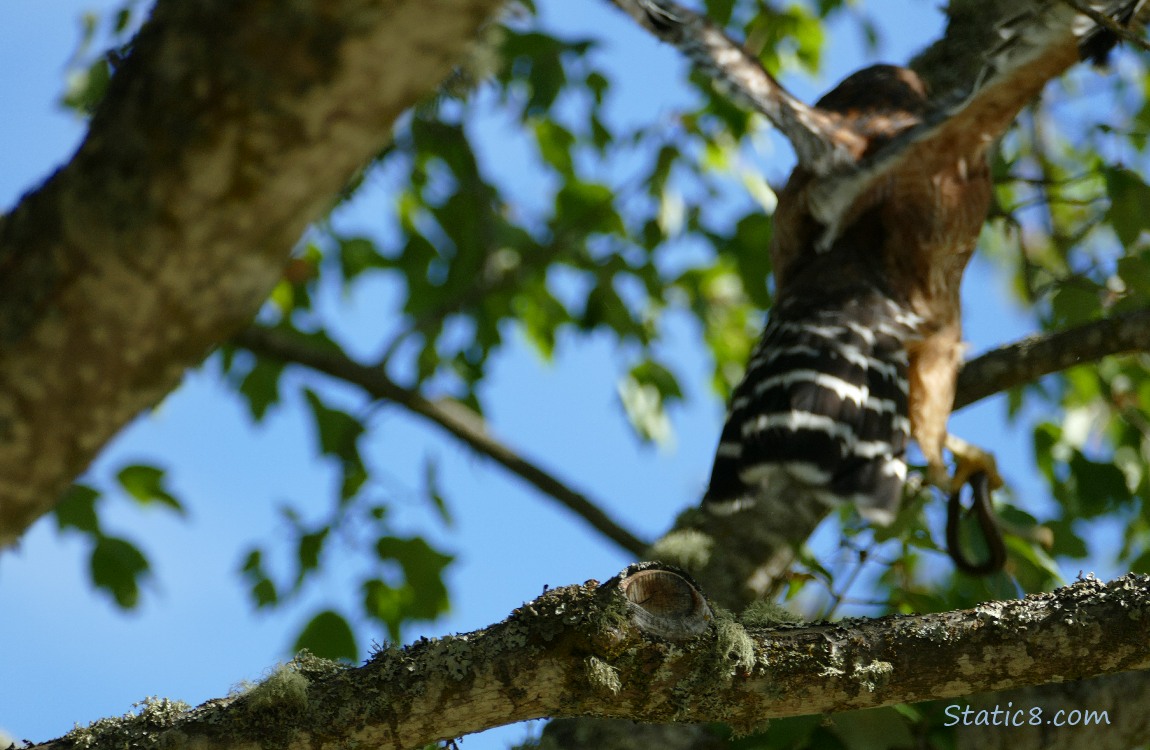 Hawk flies with the snake to a different branch in the tree