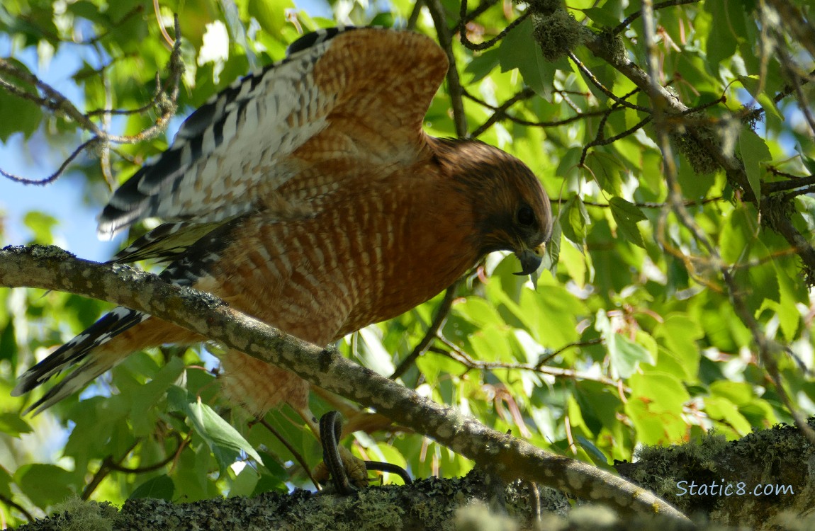 Hawk with open wings in the tree