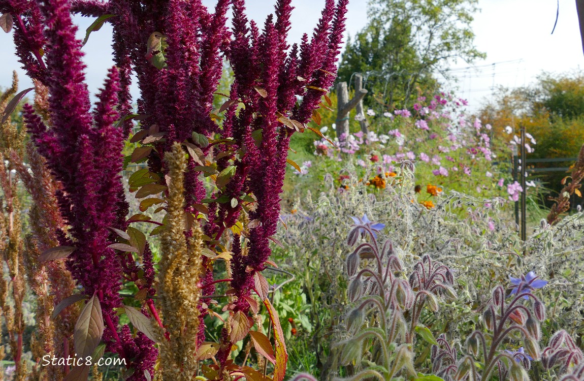 Red Amaranth and flowers
