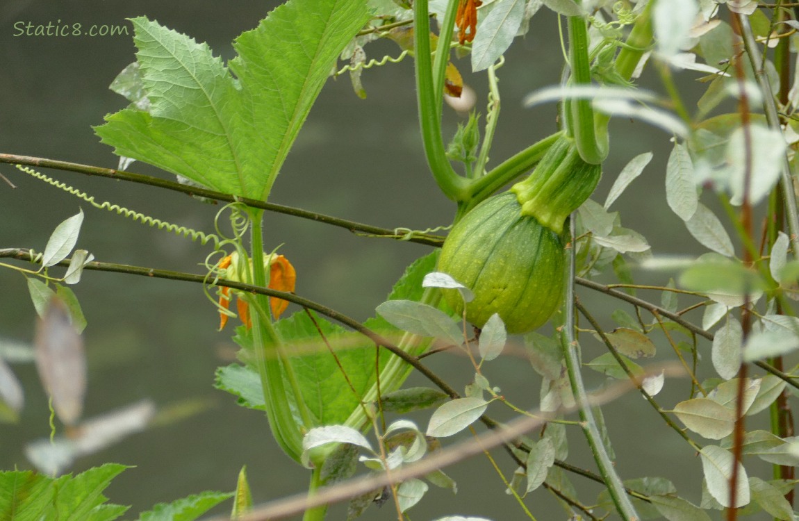 Fruit on the squash plant over the creek