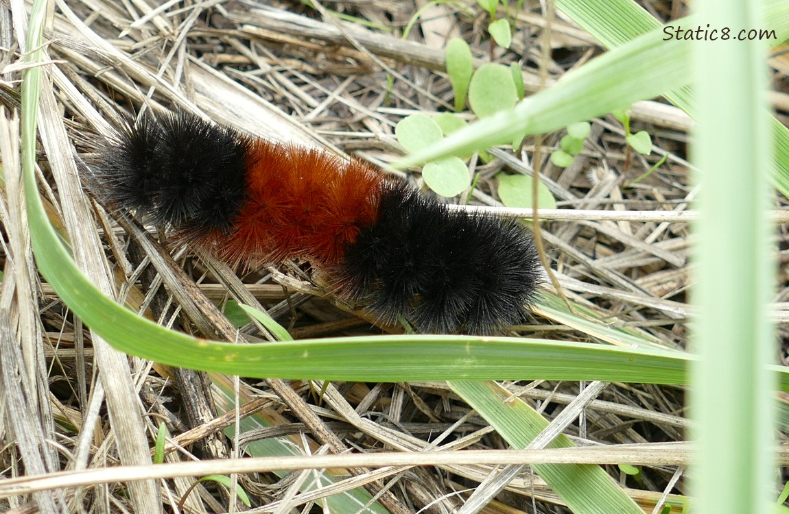 Woolly Bear Caterpillar walking in the grass
