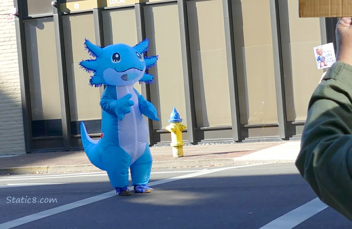 Inflatable blue Axolotl costumed person standing in the street