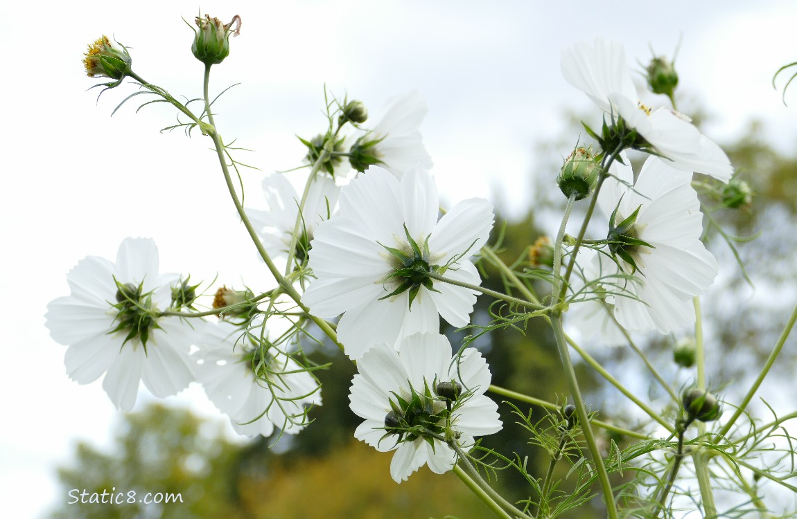 White Cosmos blooms against the grey sky